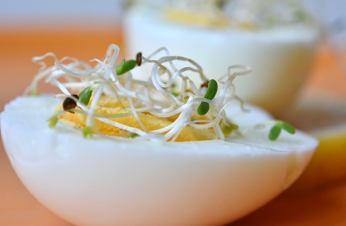 alfalfa germinada propiedades